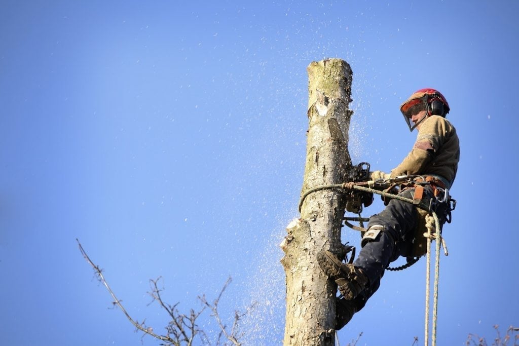 Affordable Tree Service Expert Tree Lopping in Brisbane
