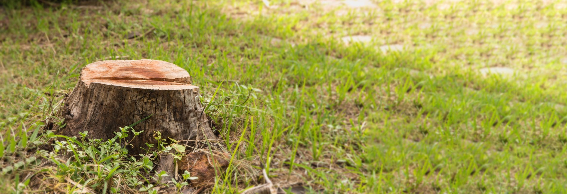 40+ of experience in the Brisbane tree lopping business