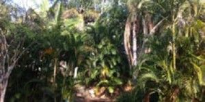 Affordable Tree Service Brisbane