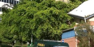 Affordable Tree Service Brisbane