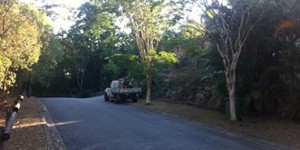 Affordable Tree Service Brisbane