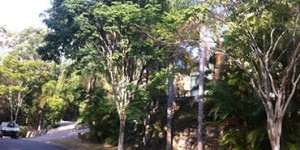 Affordable Tree Service Brisbane