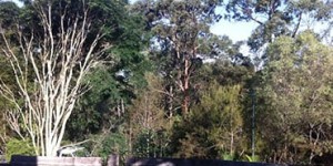 Affordable Tree Service Brisbane