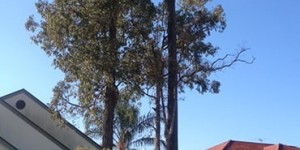 Affordable Tree Service Brisbane