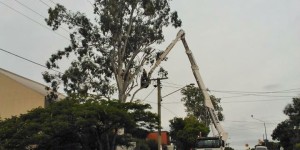 Tree lopping all across North Brisbane