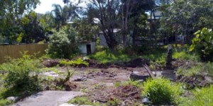 Affordable Tree Service Brisbane