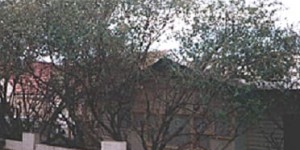 Affordable Tree Service Brisbane