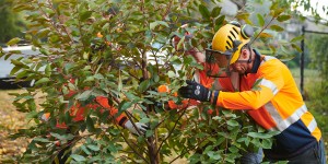 Strata Tree Removal Services