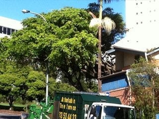 Affordable Tree Service Brisbane