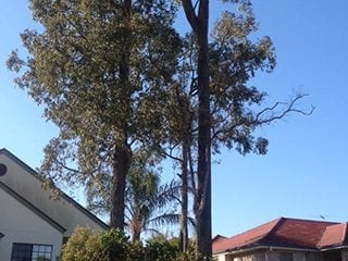 Affordable Tree Service Brisbane