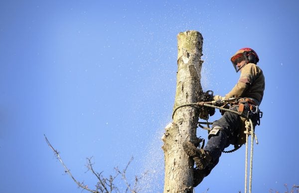 Tree Removal Specialist