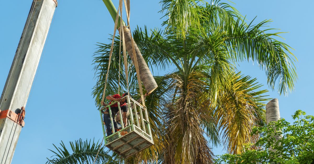 Gardeners in the elevator cradle cut the trunk of a palm tree.