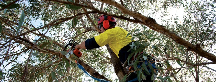 Tree Pruning Is More Than Just A Simple Cutting Exercise